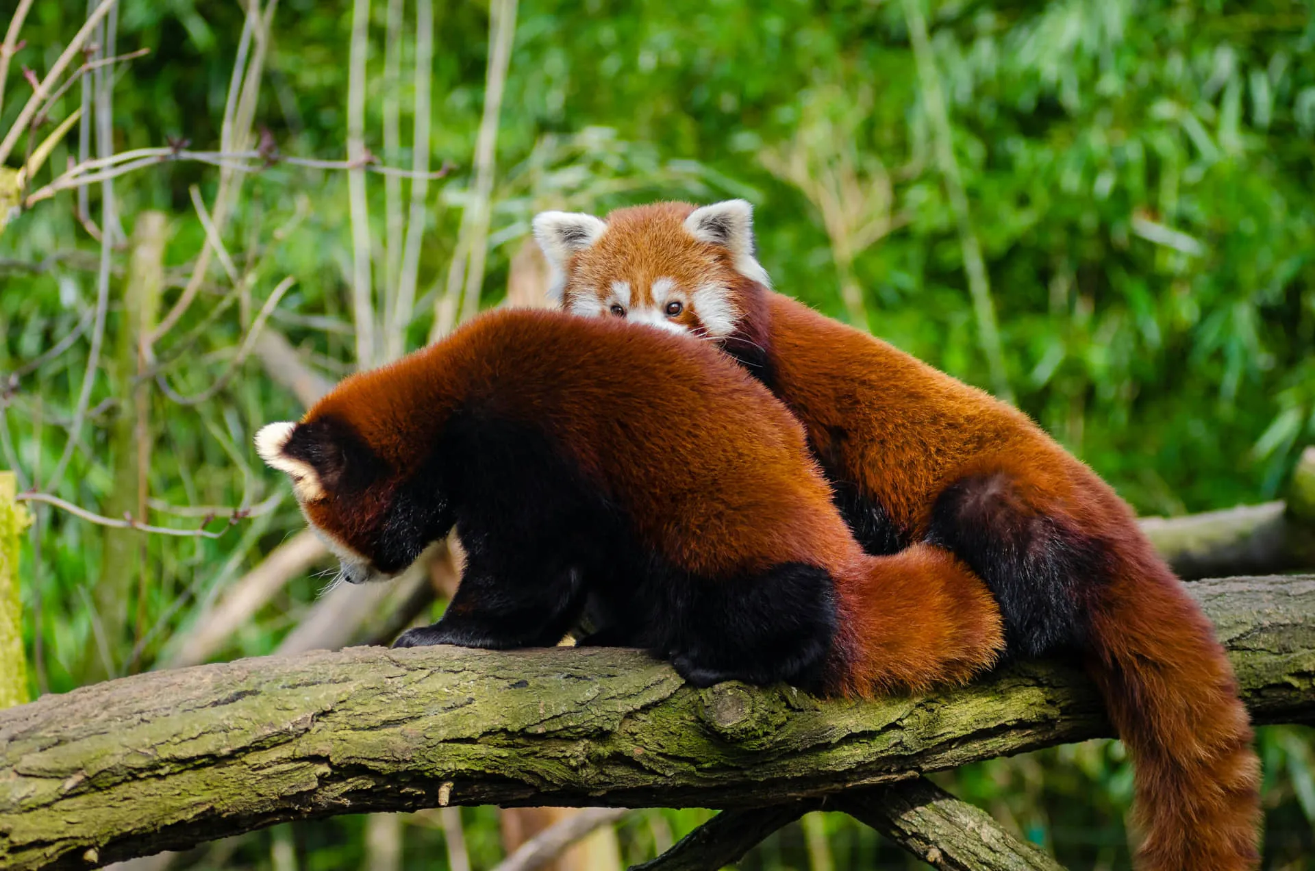 Roter Panda Beobachtung Homestay Tour in Ilam Roter Panda Tracking & Homestay Tour